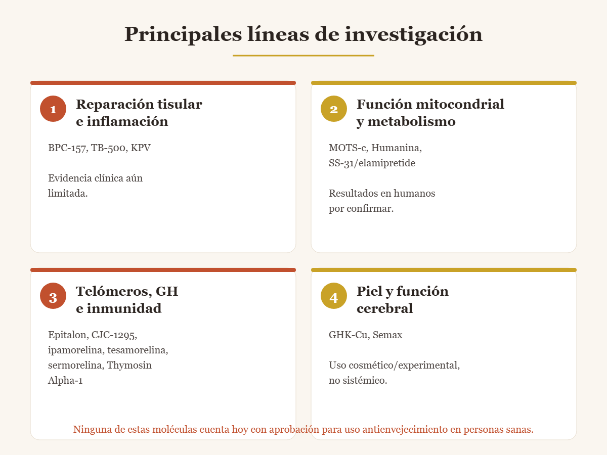 Cuatro líneas de investigación sobre péptidos: reparación tisular, función mitocondrial, telómeros/GH/inmunidad, piel y función cerebral